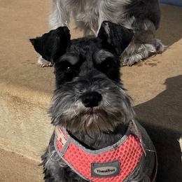 Rosie - Miniature Schnauzer