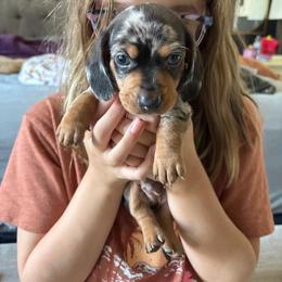 Oreo - Dapple male Dachshund puppy in Tomball, Texas from Gutierrez House of Doxies