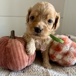 Jewel (green) - Red female Cavapoo puppy in West Haven, Utah from Harper Haven Cavapoos & Doodles