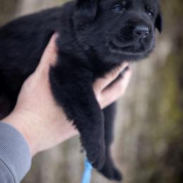 Blue collar - Black male German Shepherd puppy in Prospect, Connecticut from Di Massimo Canile