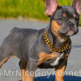 Fat Boy - Tricolors French Bulldog puppy in Rochester, New York from Mr Nice Guy Kennels