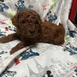Leo - Red  male Poodle puppy in Anaheim, California from SoCal Toy Poodles