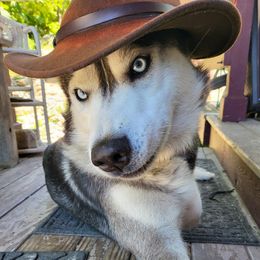 Atlas - Siberian Husky