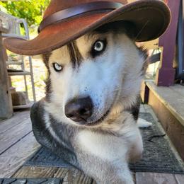 Atlas - Siberian Husky