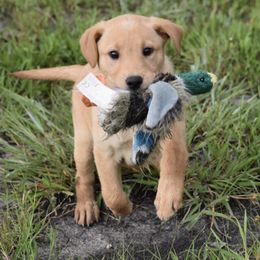 Ember - Yellow female Labrador Retriever puppy in Gober, Texas from Trigger Time Kennels