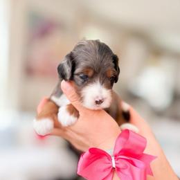 Princess Peach-Super Mario - Merle female Bernedoodle puppy in Ontario, California from Teddy Doodles & Standard Poodles