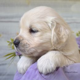 Goldendoodle and Golden Retriever Puppies from Magical Goldens