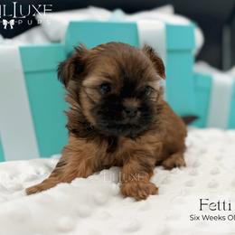 Fetti - Red female Shorkie puppy in Scottsdale, Arizona from Lil Luxe Pups