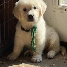 Green - Light golden male Golden Retriever puppy in Tacoma, Washington from Canyon Meadows Farm