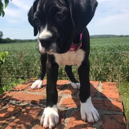Boxer Puppies from BellRidge Boxers