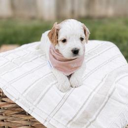 Strawberry - Parti female Goldendoodle puppy in Russell Springs, Kentucky from Milk & Honey Doodles