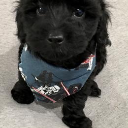 Maltipoo and Poodle Puppies from Toy Poodle & Maltipoo Maui