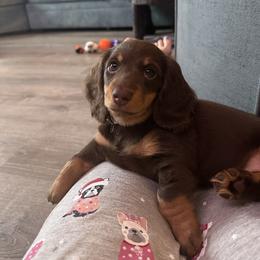 Dachshund Puppies from Crosbys Doxies