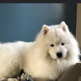 Boris - Samoyed