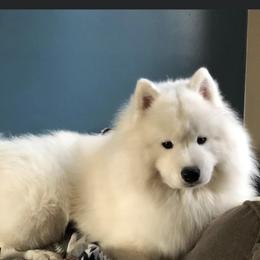 Boris - Samoyed