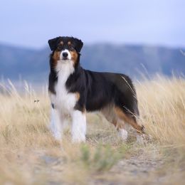 Invy - Australian Shepherd
