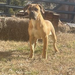 Pick Female- drive- powerful guardian - Brown female Boerboel puppy in Mansfield, Texas from Dynasty Blue Ridge Boerboel