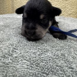 Striker - Black and silver male Miniature Schnauzer puppy in Comanche, Texas from Circle R Sidney