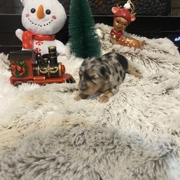 Tinkerbell - Dapple female Dachshund puppy in Smicksburg, Pennsylvania from TLC Dachshunds