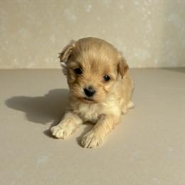 Hollywood - Apricot female Maltipoo puppy in Bowling Green, Kentucky from Denise Clark