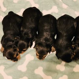 Yorkshire Terrier Puppies from Sweet Yorkie Love
