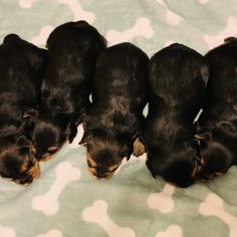Yorkshire Terrier Puppies from Sweet Yorkie Love