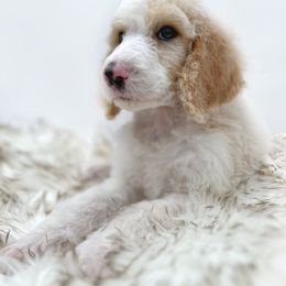 Poodle Puppies from Wild Suns Farm