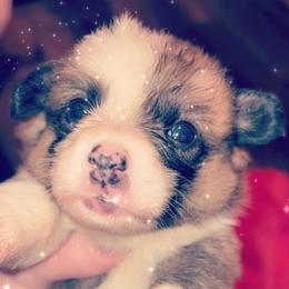 American Corgi Puppies from Highland corgis