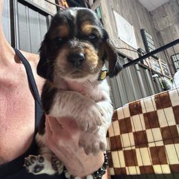 Gabby - Black brown and white female Basset Hound puppy in Manton, Michigan from BeckysBassets