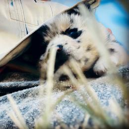 Pomsky Puppies from The Pomsky‘s Palace