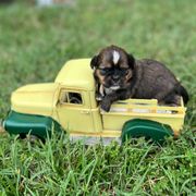 Lavender collar-Gracie - Brindle and white female Shorkie puppy in Mays Landing, New Jersey from Fancy Paws Shorkies & Shih Tzus