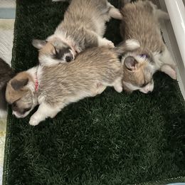 Companion Cross Puppies from Chilipoms