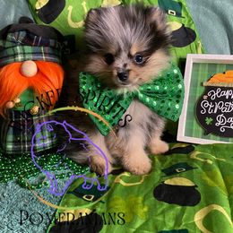 AKC MOONSHINE 2800 - Blue merle Pomeranian puppy in Watkins Glen, New York from Wicked Spirits Pomeranians