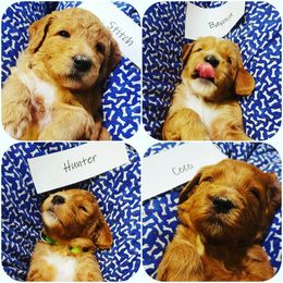 Goldendoodle Puppies from Doodle Devotion