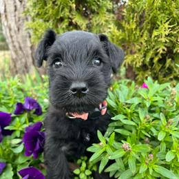 Belle - Black female Miniature Schnauzer puppy in Dawson, Georgia from Faith Farm Miniature Schnauzers