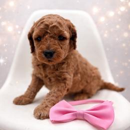 Pixie - Apricot female Goldendoodle puppy in Creston, Ohio from Mini Doodles Dandy