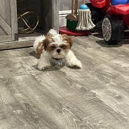 Shih Tzu Puppies from Jenny's Shih Tzus