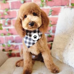 Rusty - Goldendoodle