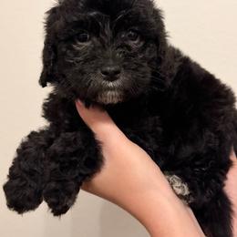 Soarin - Black female Australian Labradoodle puppy in Denton, Texas from Liberty Hill Labradoodles