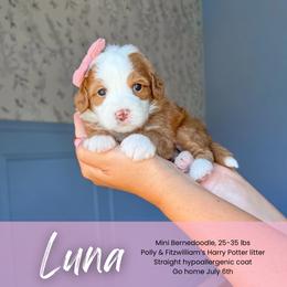 Luna - Red female Bernedoodle puppy in South Jordan, Utah from Wonderful World Doodles