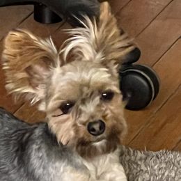Leonard - Yorkshire Terrier
