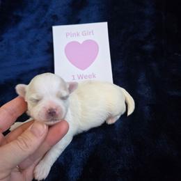 Pink Girl - White female Maltipoo puppy in Sahuarita, Arizona from Cowgirl's Legacy Maltipoos