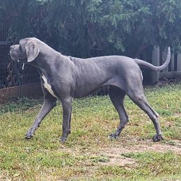 Calliste - Blue female Great Dane puppy in Alton, Illinois from Show Me Great Danes and Basset Hounds