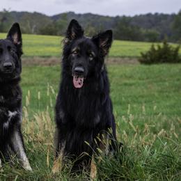 Shiloh Shepherds from Nocturnal Farm Shiloh Shepherds
