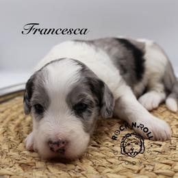 Francesca Bridgerton - Blue merle and white female Sheepadoodle puppy in Edmond, Oklahoma from Rock N Roll Doodles