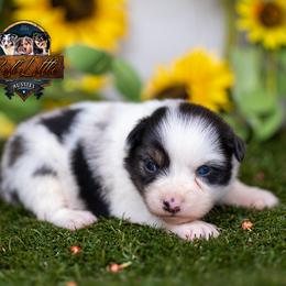 Jewel - Blue merle female Miniature American Shepherd puppy in Granbury, Texas from Best Little Aussies