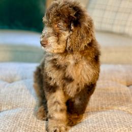 Davidson 'Davey' - Merle male Goldendoodle puppy in Dayton, Ohio from Perks Court Doodles