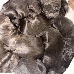 Boy 1 - Liver male Boykin Spaniel puppy in Millwood, Georgia from Satilla River Swamp Boykins
