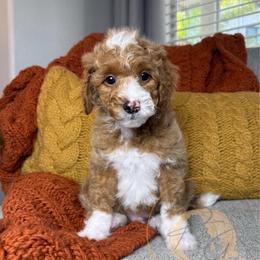 Fig - Apricot male Goldendoodle puppy in Murrieta, California from Apricot Poodles & Goldendoodles, LLC