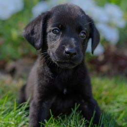 Girl 2 - Black female Labrador Retriever puppy in Oxford, Connecticut from Woodland Kennel